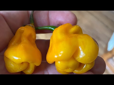 Madame Jeanette Yellow Pepper Review and Tasting