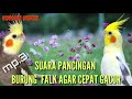 SUARA PANCINGAN BURUNG FALK PARKIT AUSTRALI CEPAT GACOR