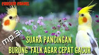Download lagu SUARA PANCINGAN BURUNG FALK/PARKIT AUSTRALI CEPAT GACOR mp3