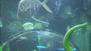 Parrot & Puffer Fish