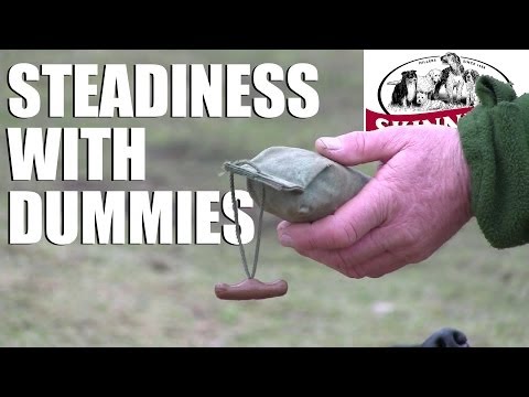 Gundog training tips - Steadiness with dummies