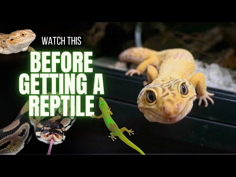 10 Things You Should Know Before Getting A Reptile