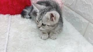 アメリカンショートヘアの動画01