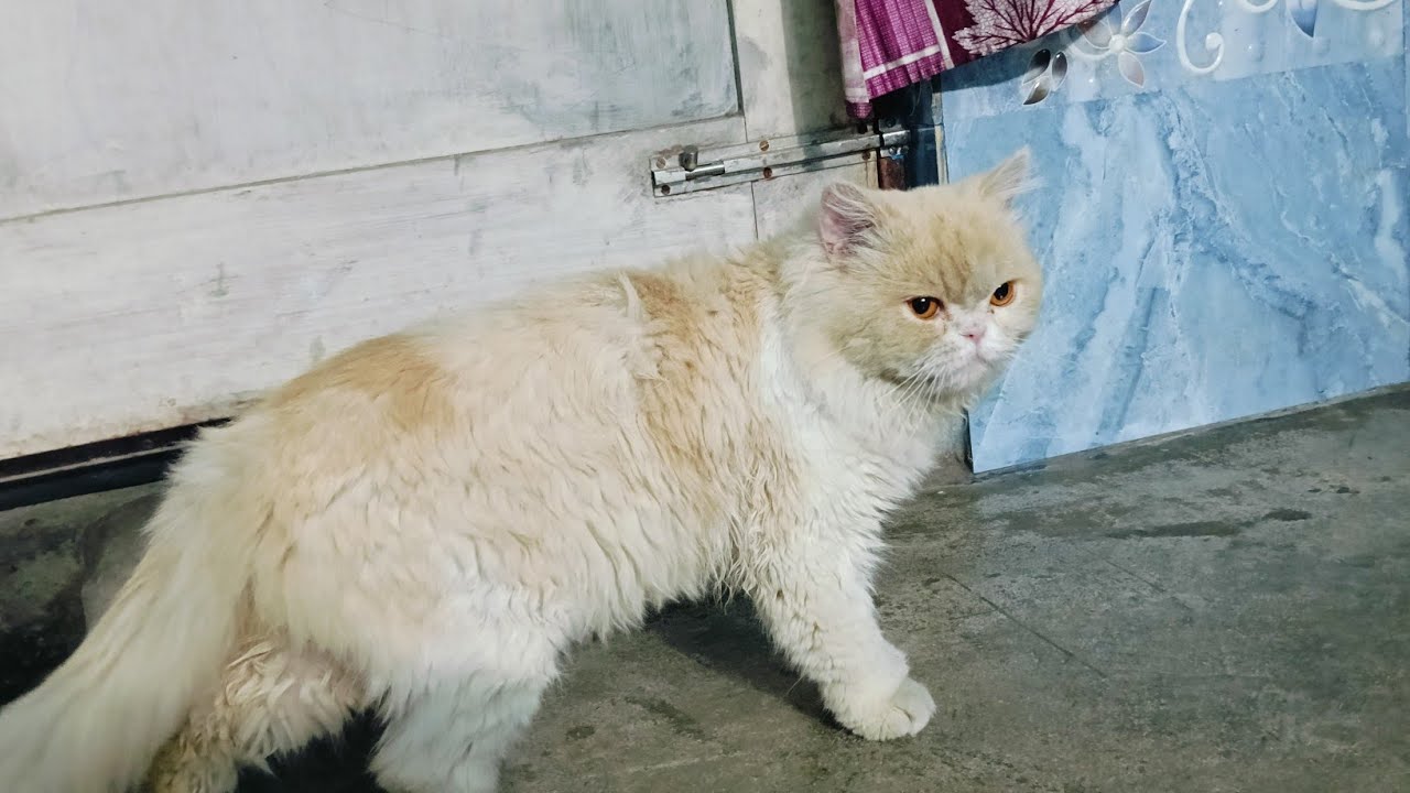 Funniest animals will make you laugh to die 😂