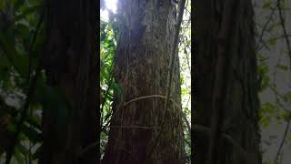 preview picture of video 'Plants, creepers and plant species in the forest, Malenge Island, Togian Islands'