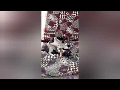 funny cats video by NIHAAL XY