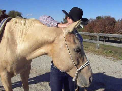 KT's Training Tips - Proper Bridling and Head Down Cue