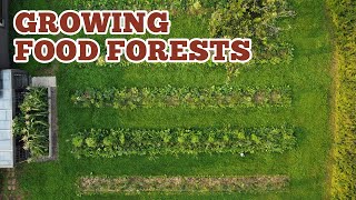 EP #440: Maximize Your Garden Yield Now: Food Forest Principles (Syntropic Agroforestry)