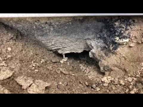 Skunks Are Expert Diggers in Freehold, NJ