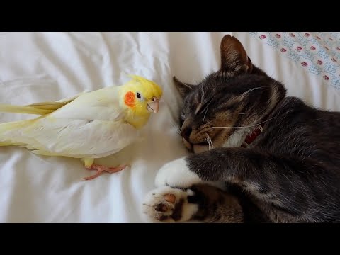 Is It Okay To Let Your Cat Sleep In Your Bed? | Pet Pointers