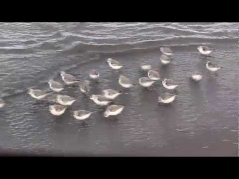 SANDERLINGS - Sandpipers in Motion - Piper - New Brunswick Canada Shore Birds