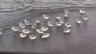 preview picture of video 'SANDERLINGS - Sandpipers in Motion - Cap-Pele, NB'