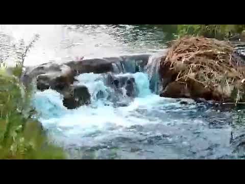 Poluare pe râul Ampoi în zona Șard 2