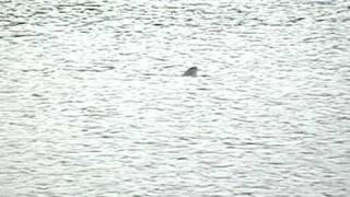 Heron Shores Lake - Alligator Gar,