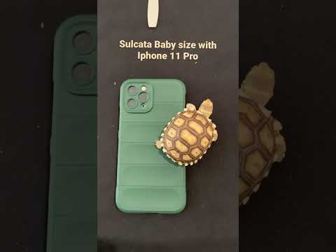 PERBANDINGAN Ukuran Kura-Kura Sulcata Baby dengan HP | Sulcata Size Comparison