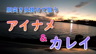 胴突き仕掛けで狙う！カレイ＆アイナメ