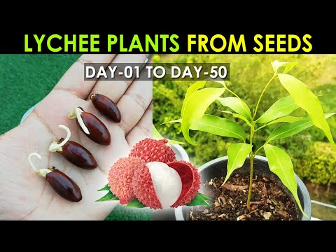 LYCHEE Plant Seed Germination - How to Grow Lychee Plant from Seed By @SproutingSeeds