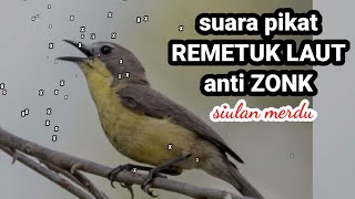 Download lagu suara pikat remetuk laut merdu anti zonk || langsung nempel Listiyono TV mp3