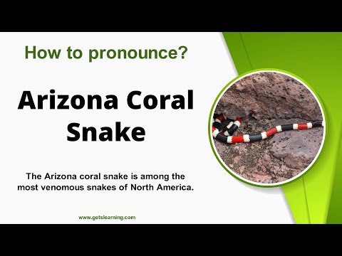 How to pronounce (Arizona Coral Snake) Correctly in English