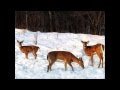 Rudolph The Red Nosed Reindeer By Fats Domino - Richard Bialek Sr. Rudolph The Red Nosed Reindeer By Fats Domino