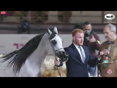 N 287 ELHAM AL JAMAL   Katara Int  Arabian Horse Festival 2022   Fillies 2 Years Old Class 2B