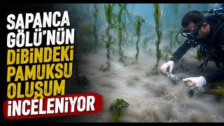 Sapanca Gölü'nün Dibindeki Pamuksu Oluşum İnceleniyor