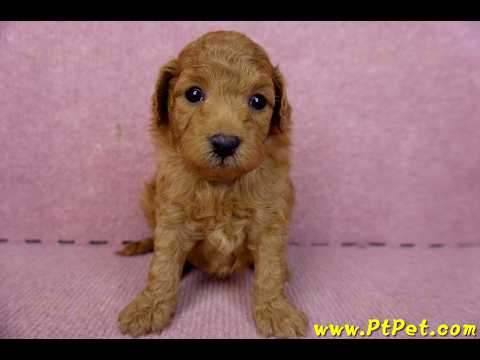 02/11紅貴賓公幼犬1號(新北五股)