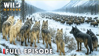 WILD ALASKA | Frozen Wilderness: Battle for Life and Power | FULL EPISODE