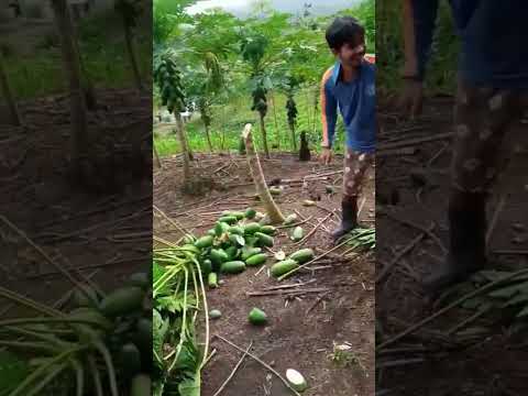pepaya murah