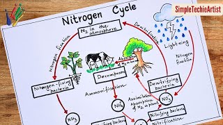 Nitrogen cycle diagram drawing/how to draw Nitrogen cycle labeled diagram step by step