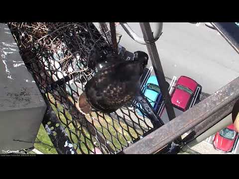 Red-tailed Hawk Chick Gets Close to Fledge Ledge – June 5, 2018