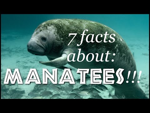 7 facts about manatees