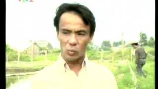 Nông dân nuôi cá chình