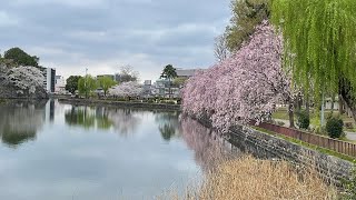 Sakura viewing at Meijo Park.#sakura 🌸