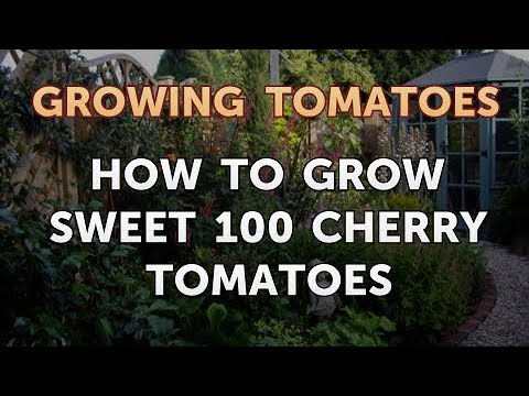 Is Vinegar Good for Tomato Plants