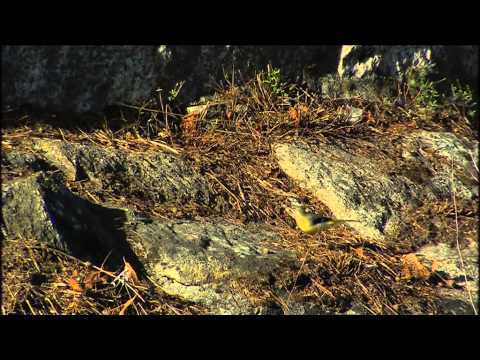 Vídeo: Veciñas do aire. As aves en Pontevedra