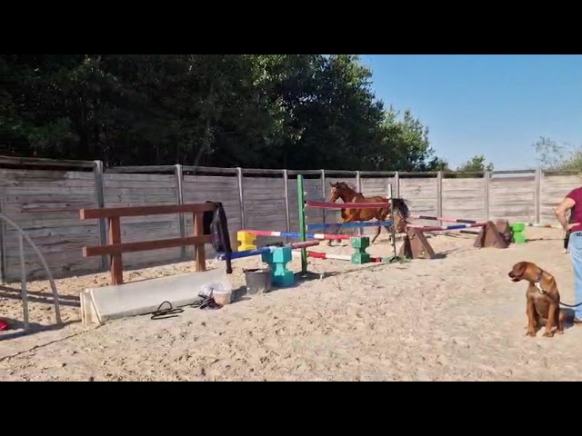 Jument de sport 3 ans Anglo Arabe