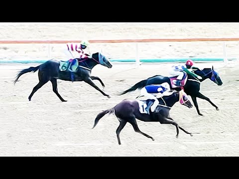 8/22-(금)-손석범-안양빛(메인13.1배)오픈한방/31배+23배+21배[가야할마필]또,좋다/자신감..!!