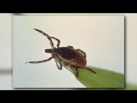 Potentially deadly tick-borne virus spreading