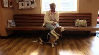 preview picture of video 'Radford Animal Hospital - Short | Radford, VA'