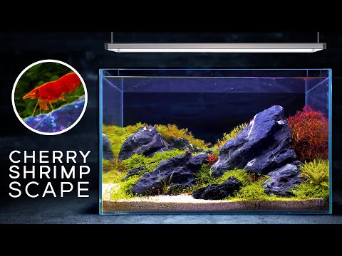 9 Gallon Shrimp Tank — Incredible Aquascape! (Relaxing)