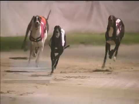 WILLIAM HILL SUPER STAYERS - T3 PENNYS LUNA