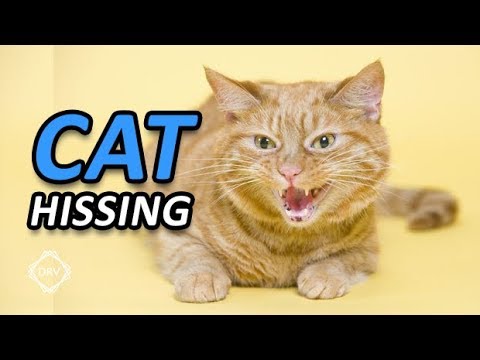 Cat Hissing and Growling Sound to get your Cat's Attention HQ