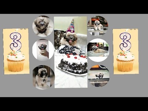 💖3 Months With Scooby💖 ❤️Happy 3 Months Birthday ❤️