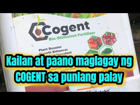 Kailan at paano maglagay ng COGENT Bio-Stimulant Fertilizer sa punlang palay?