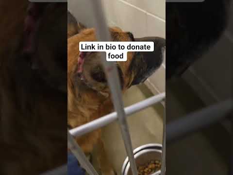 POV, please adopt and donate food link in our bio #NYC#LosAngeles#Chicago#Texas#Florida#california
