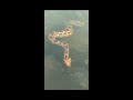 Nagalapuram water falls/ shocking video/python snake 🐍🐍😱😱