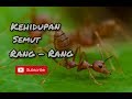 Menilik Kehidupan Semut Rang Rang