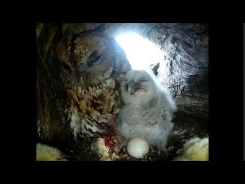 The Tawny Owl Feeding Her Foster Chick | Rescued & Returned to the Wild | Robert E Fuller