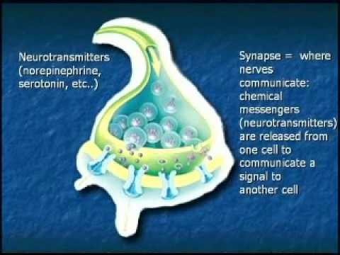 The Nutritional Approach to Anxiety and Depression